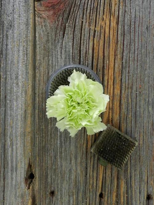 Wholesale Prado Mint Green Carnations Delivered Online FlowerFarm